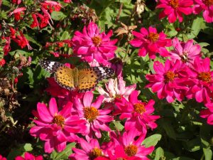 FDAE51C038C660ED2613AA7D32AA79D243AF6A70